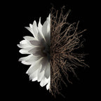 V4H4F6C68948B6ADA165E7B530CCE988CC6R6239565P3