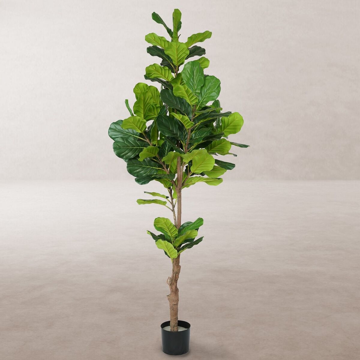 Dekorationspflanze Polyurethan Zement Ficus 200 cm - AWK Flagship