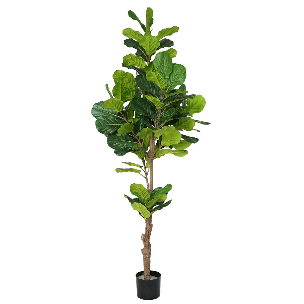 Dekorationspflanze Polyurethan Zement Ficus 200 cm - AWK Flagship