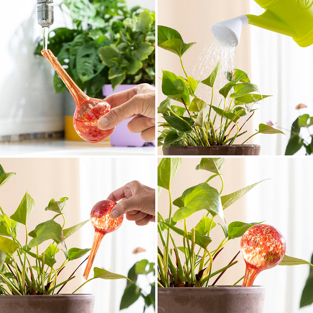 InnovaGoods Bewässerungsballons 4 Stück für Pflanzen