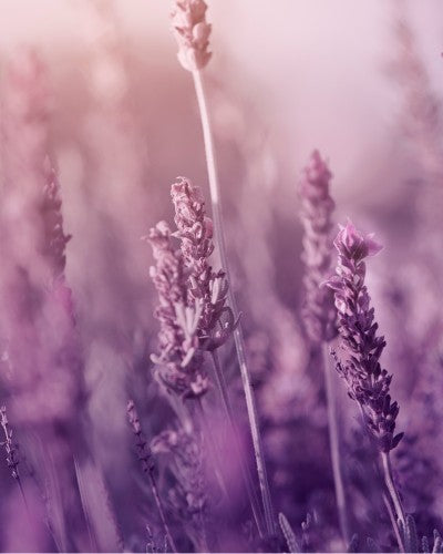 Natürliches Körperpflege-Geschenkset „Enchanting Lavender“ – Produktansicht 5